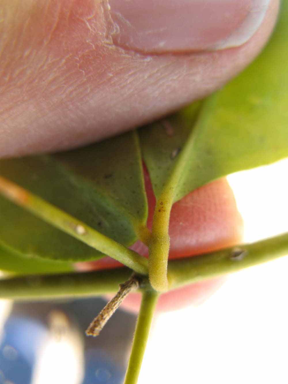              Petiole (Winter Haven, FL)       